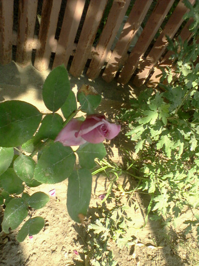 Sterling Silver cred