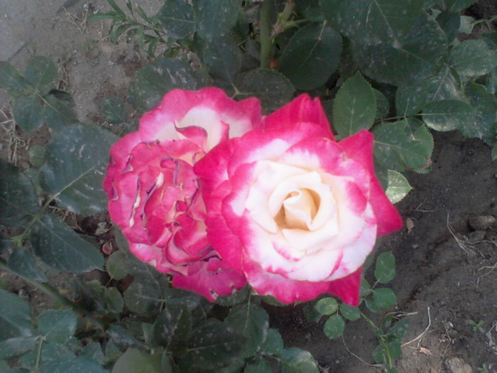 Double Delight - 25 iunie