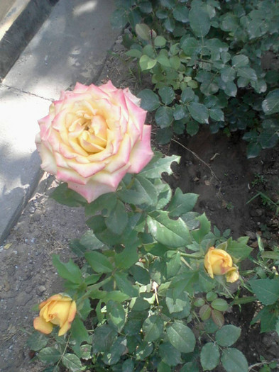 Fotografie-0079_e1 - 25 iunie