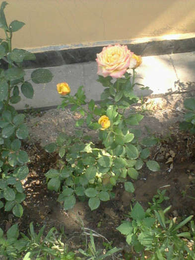 Fotografie-0080_e1 - 25 iunie