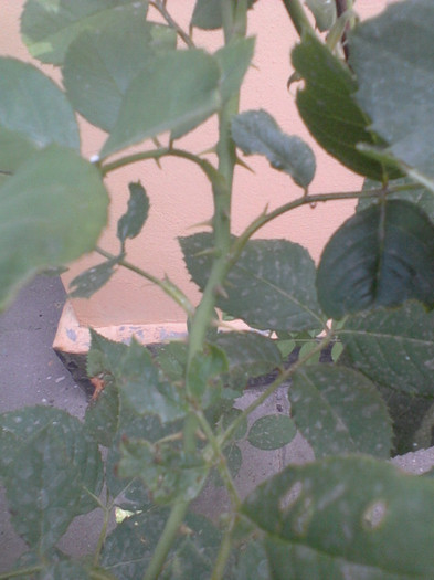 Fotografie-0081 - 25 iunie