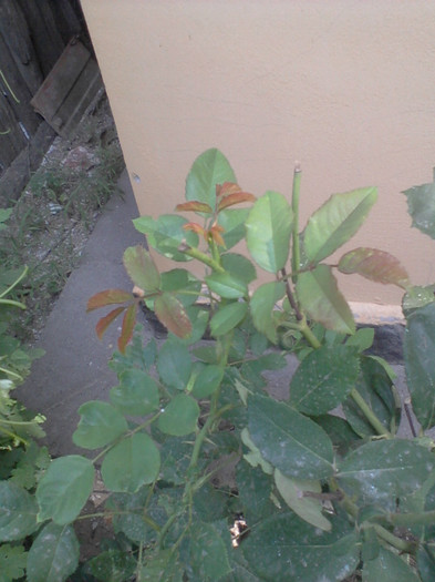 Fotografie-0082 - 25 iunie