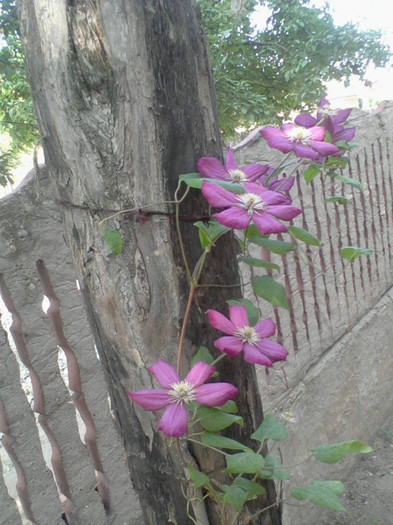 Fotografie-0083_e1 - 25 iunie