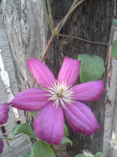 Fotografie-0085 - 25 iunie