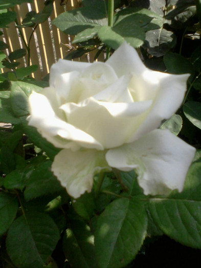 Fotografie-0088_e1 - 25 iunie