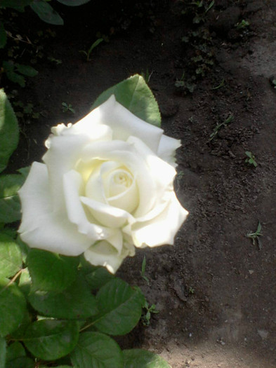 Fotografie-0090_e1 - 25 iunie