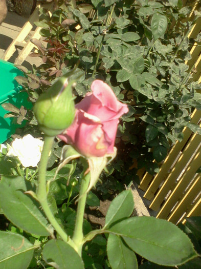 Fotografie-0091 - 25 iunie