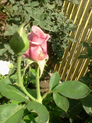 Fotografie-0092 - 25 iunie