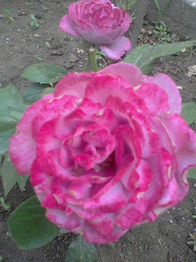 Blue river - 25 iunie