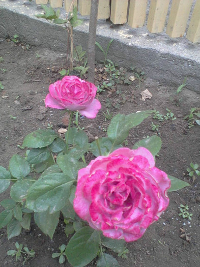 Fotografie-0100_e1 - 25 iunie