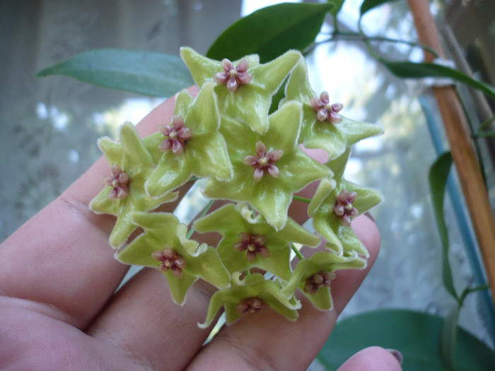 P1150061 - HOYA 2012