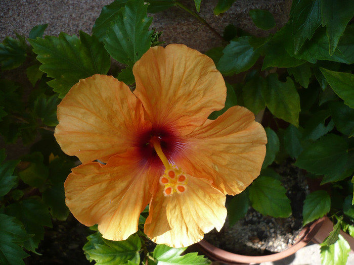 P1150039