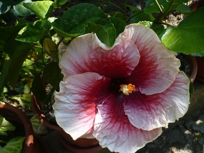P1150041