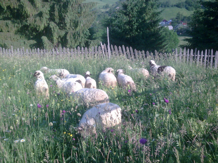 r@LuTzIc@033 - mieii mei 2012