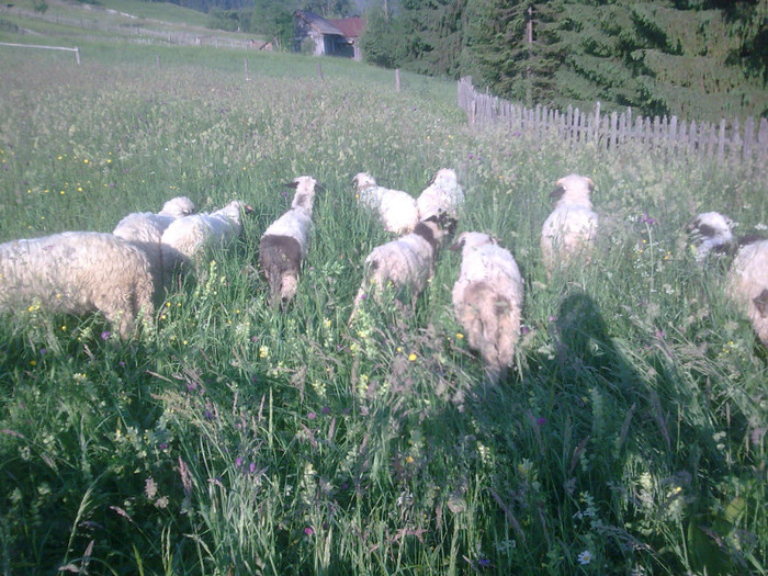 r@LuTzIc@034 - mieii mei 2012