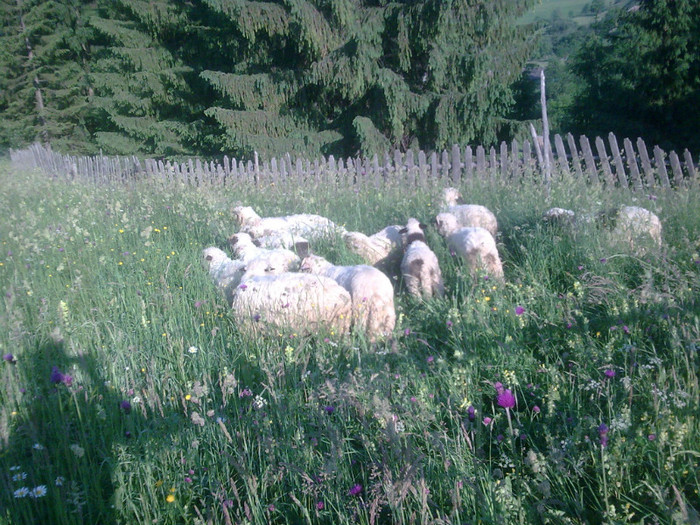 r@LuTzIc@035 - mieii mei 2012