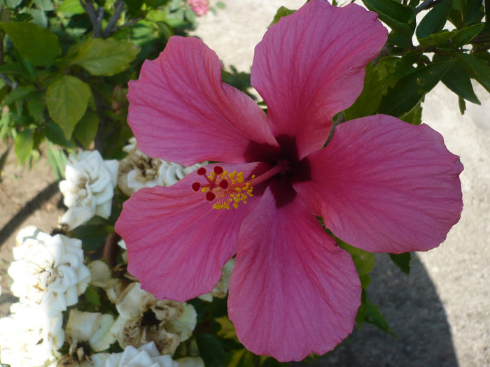 P1150058