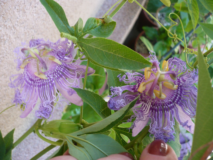 P1150052 - zzz-PASSIFLORA 2012-iesite din colectie