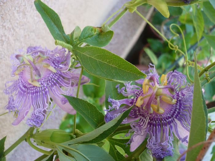 P1150053 - zzz-PASSIFLORA 2012-iesite din colectie