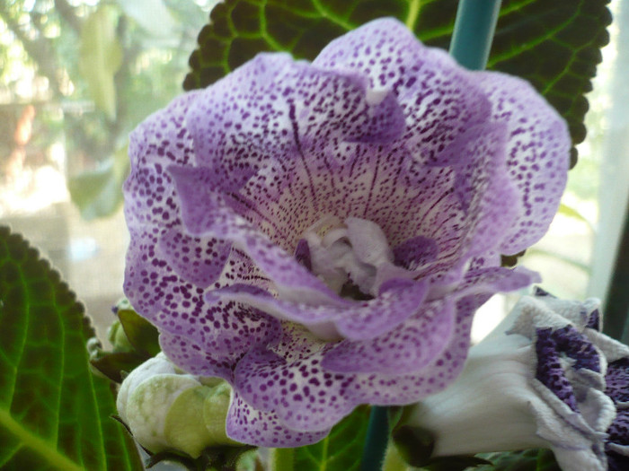 P1150064 - zzz-GLOXINIA 2012-iesite din colectie