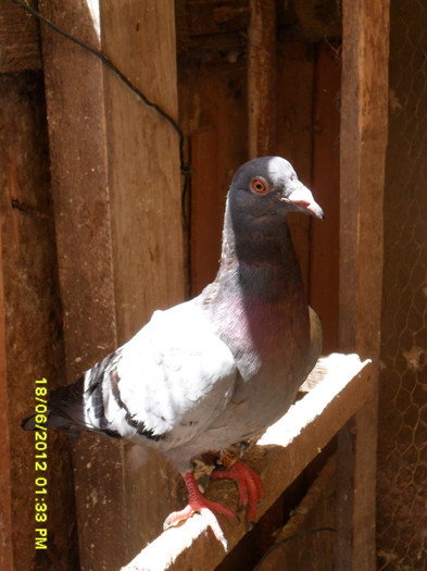 Buca Andrei; Crescator: Voinea Alexandru
