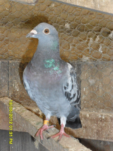 Buca Andrei; Crescator: Voinea Alexandru
