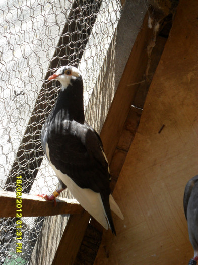 Buca Andrei; Crescator: Voinea Alexandru
