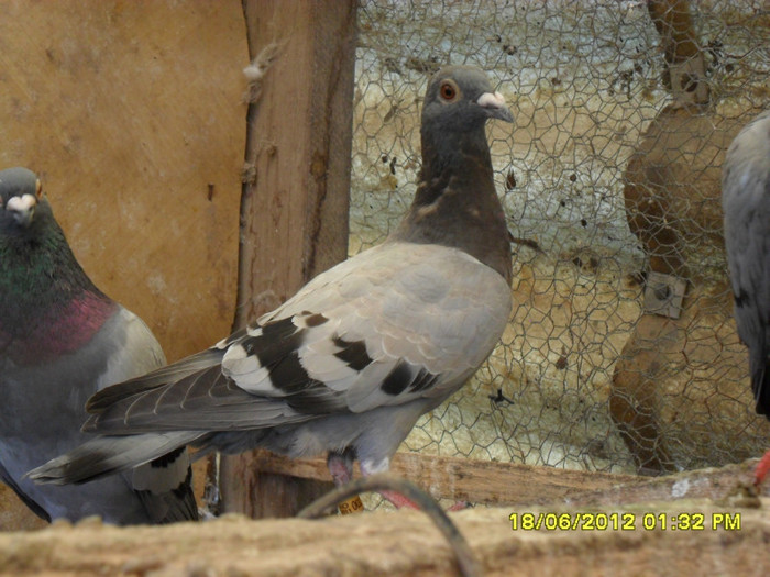 Buca Andrei; Crescator: Voinea Alexandru
