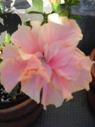 Classic Pink -25.06.2012