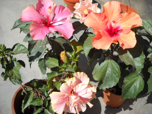 un grup micuti in aceasi zi infloriti>25.06.2012