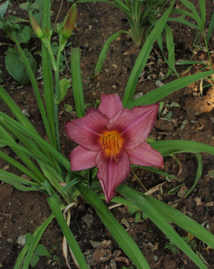 summer wine 25iun2012 - Hemerocallis2012