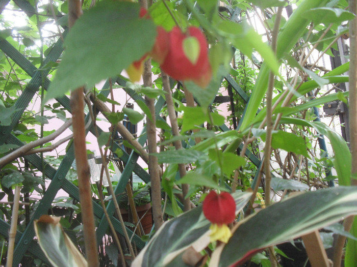 Abutilon megapotamicum