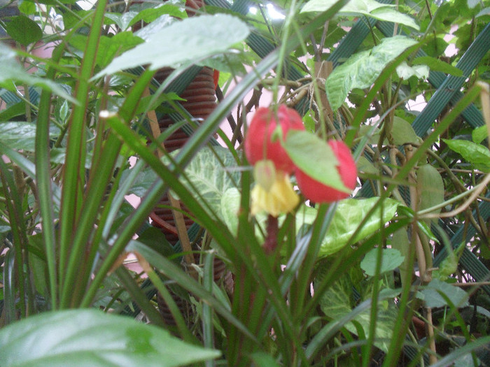 Abutilon megapotamicum - Primavara 2012