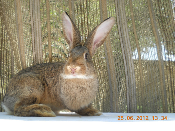 DSCN1136 - iepurasi belgieni de vinzare iulie 2012
