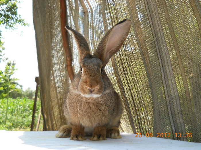 DSCN1140 - iepurasi belgieni de vinzare iulie 2012