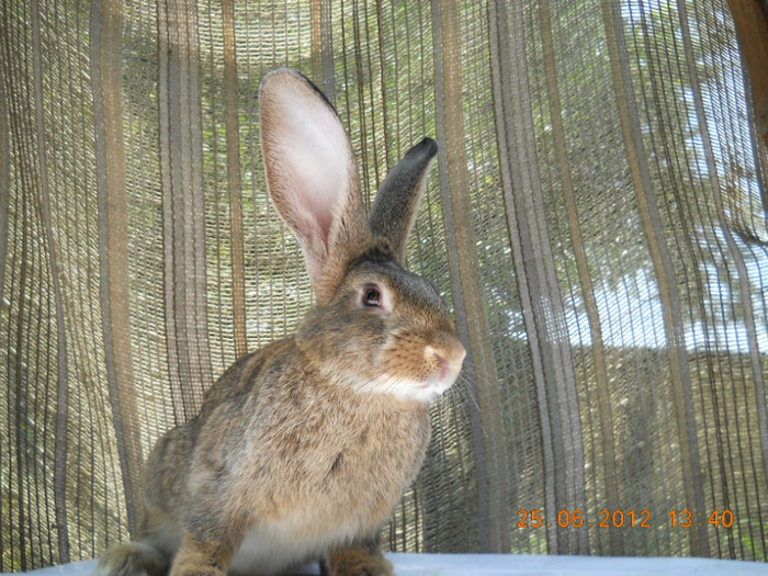 DSCN1148 - iepurasi belgieni de vinzare iulie 2012