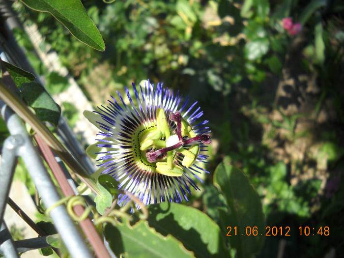 DSCN2688 - passiflora caerulea cred