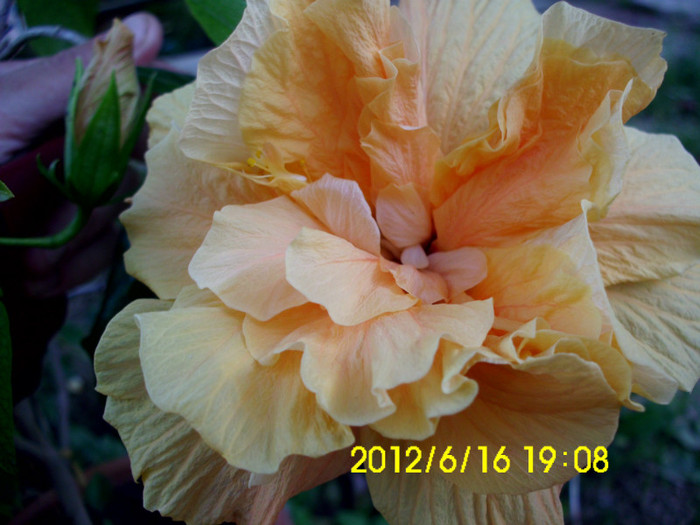 IMG_5593 - hibiscusi 2012