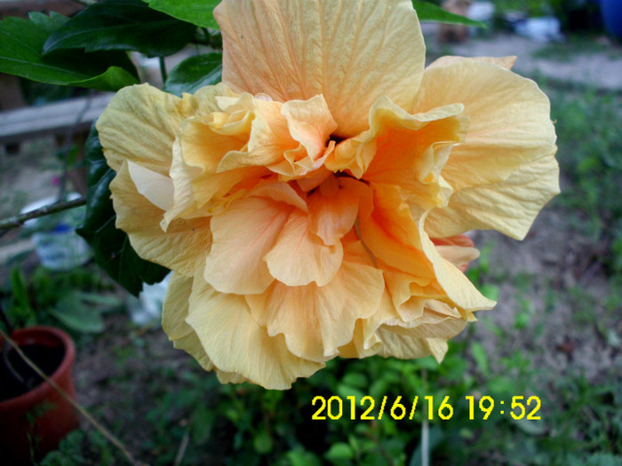 galben - hibiscusi 2012