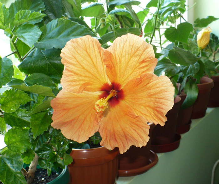 P1400106
