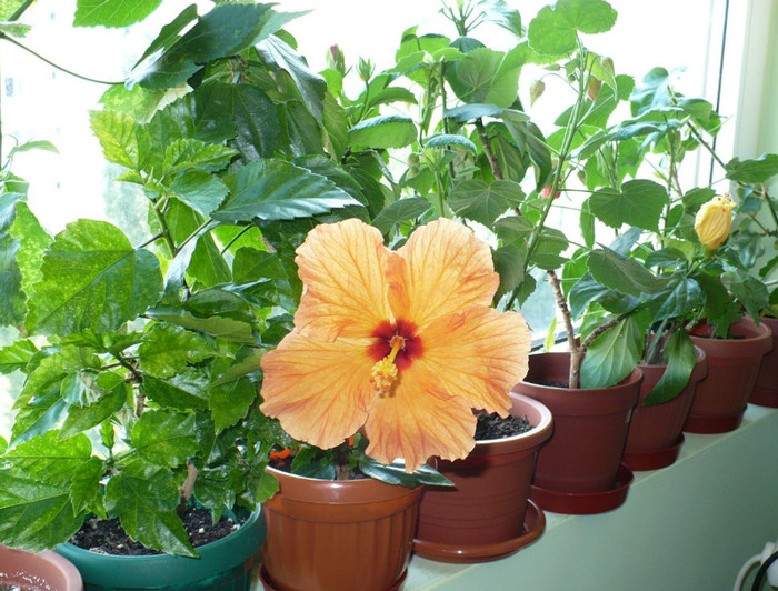 P1400107 - hibiscusi 2012