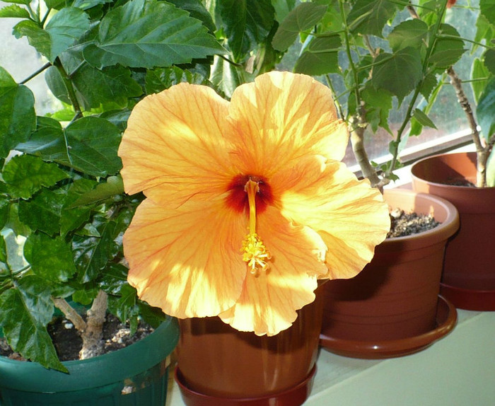 P1400115