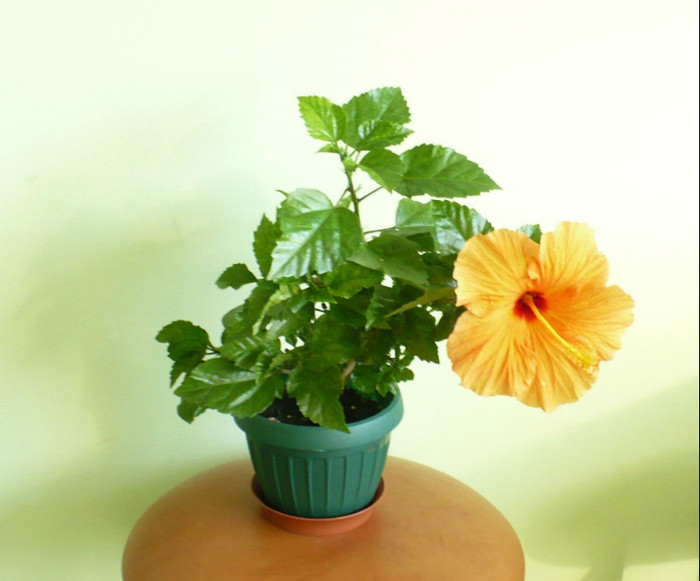 P1400166 - hibiscusi 2012