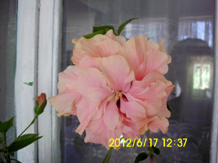 IMG_5615 - hibiscusi 2012