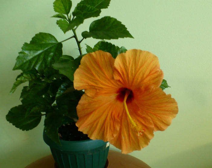 P1400163 - hibiscusi 2012