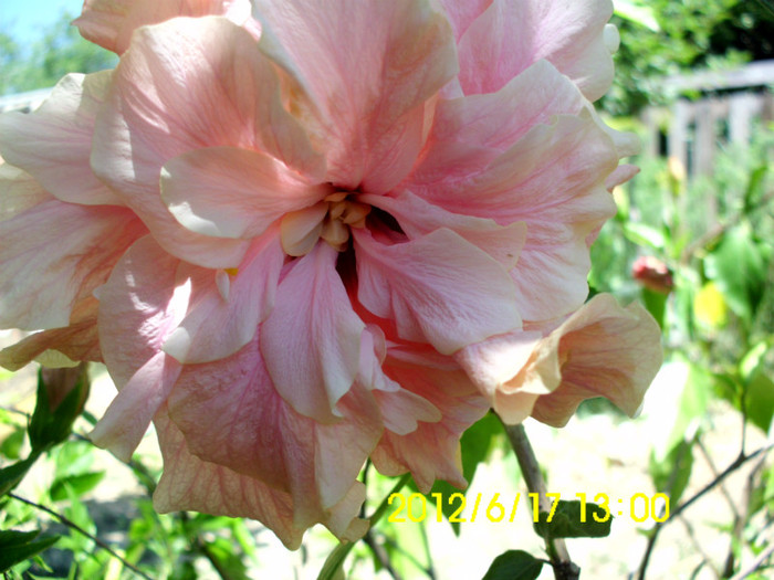 IMG_5617 - hibiscusi 2012