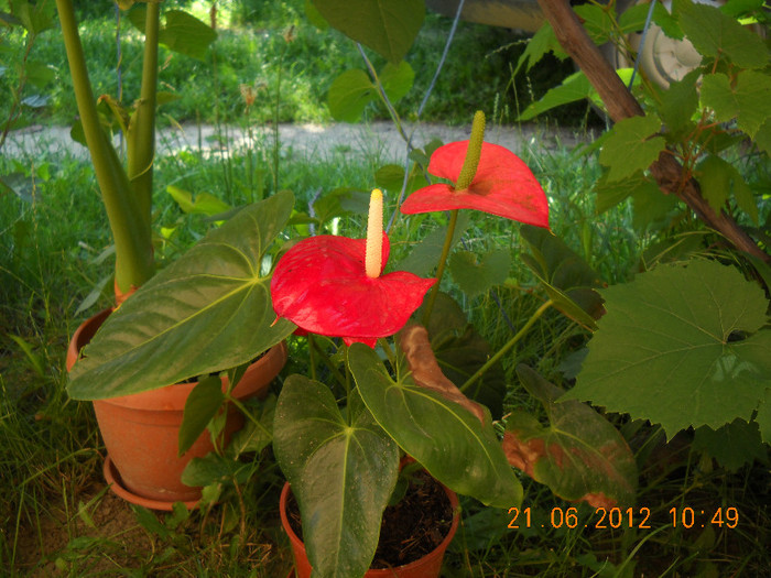 anthurium - altele la fel de frumoase