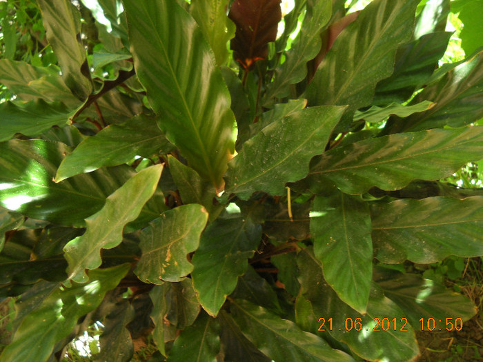 calatheia rufibarba - altele la fel de frumoase