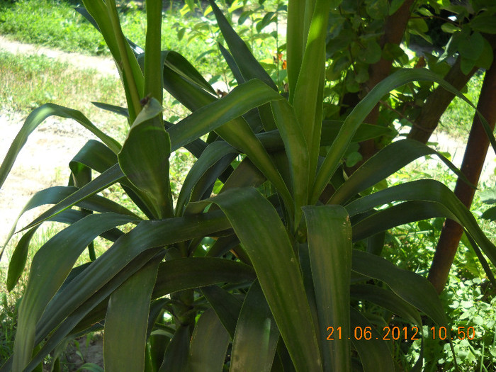 yucca