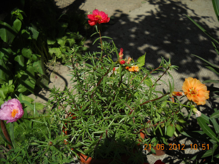 portulaca